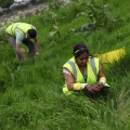Meadow Planting