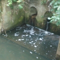 Pymmes Park Lake outfall into Pymmes Brook. Polluted, hence the froth