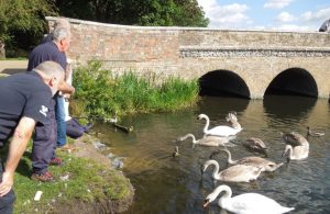 Luring the troubled Cygnet