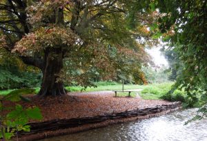 Autumn arriving at our new RMS bank on the River Cray Foots Cray Meadows