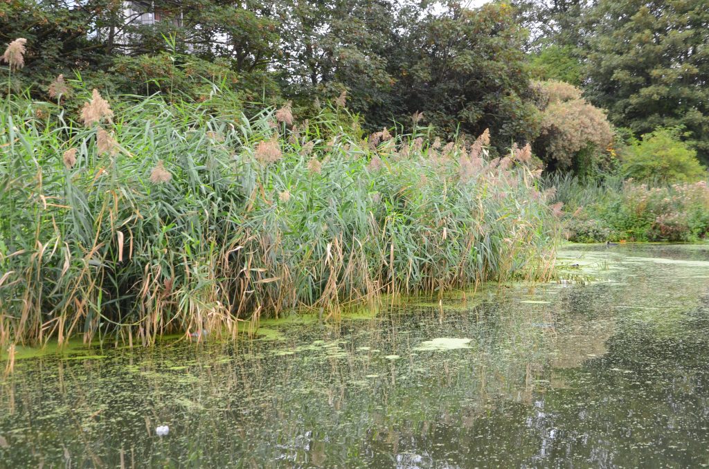 Project Reedbeds