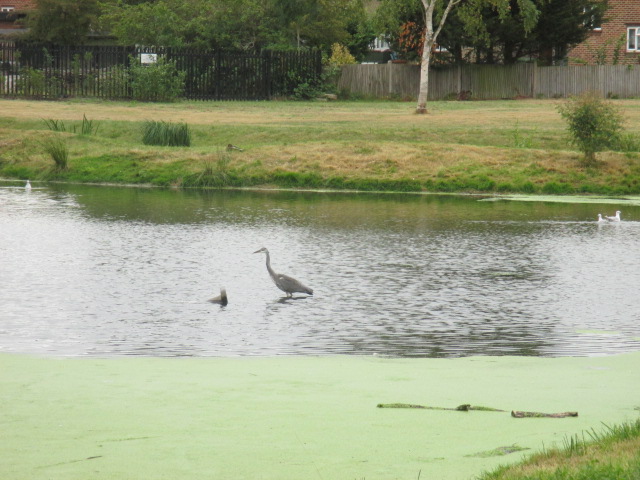 heron standing in pond