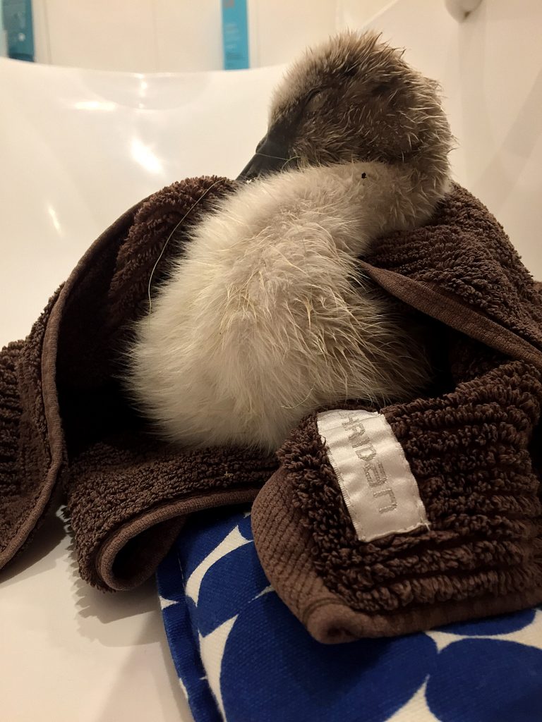 Cygnet wrapped in a towel asleep in the bath