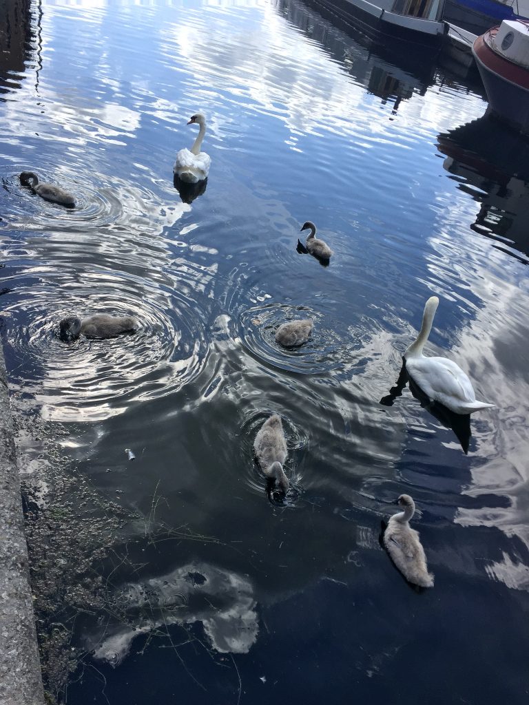 family of swans swimming in Poplar Dock