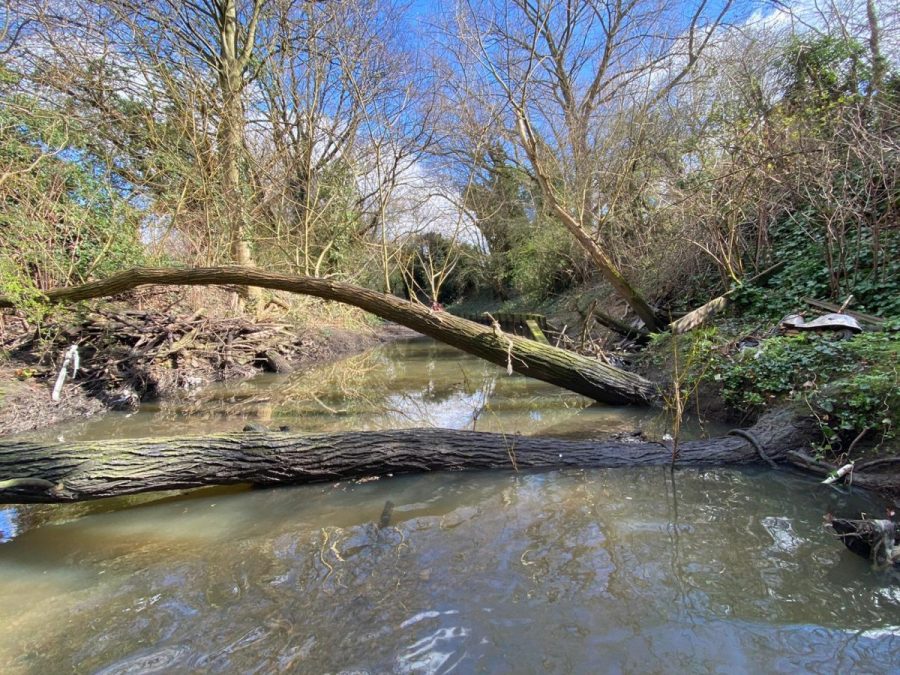 Why Wood Is Good For Rivers Thames21