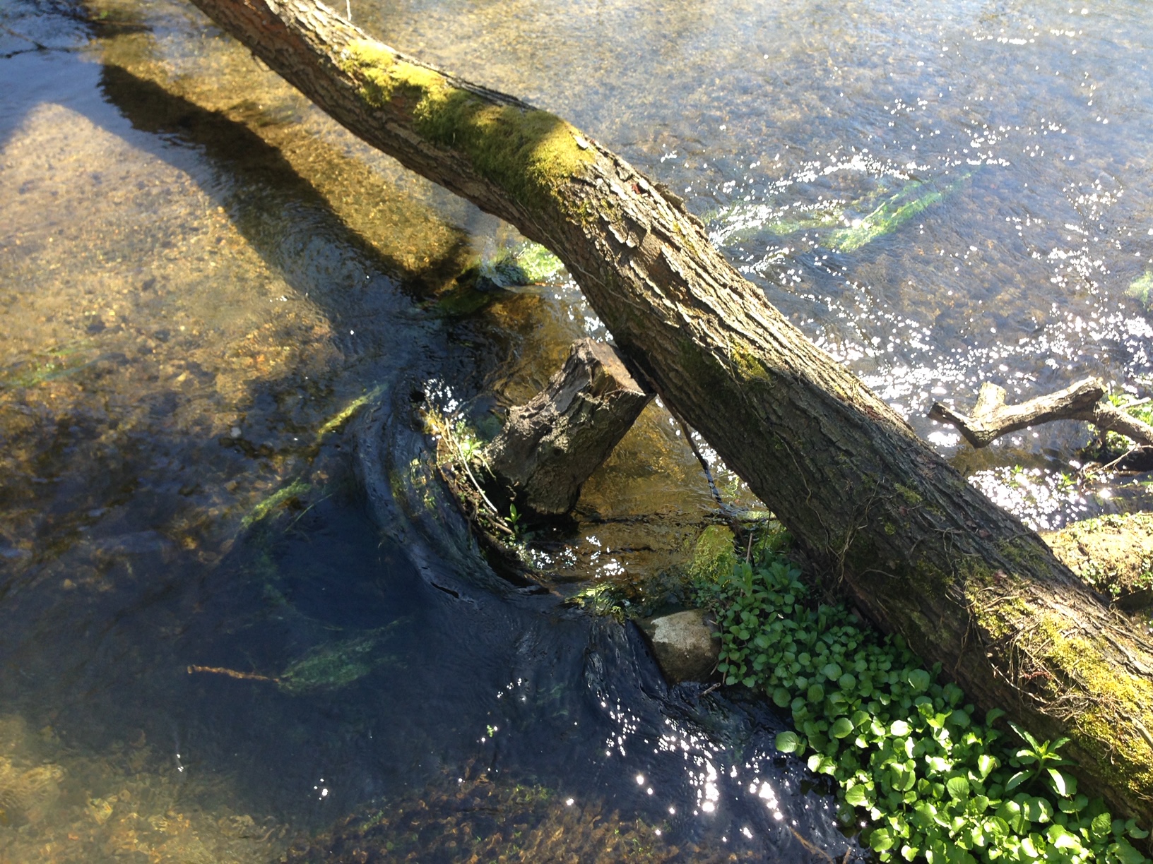 Why wood is good for rivers Thames21