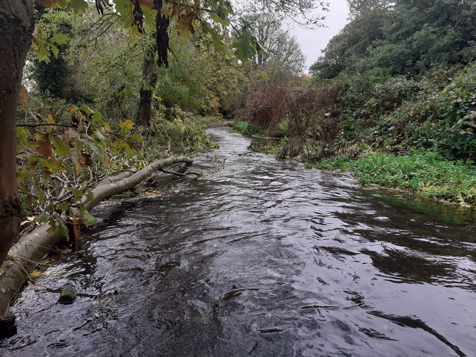 Thames21 Restores Its First London Chalk Stream Thames21 Thames21 Restores Its First London Chalk Stream Thames21