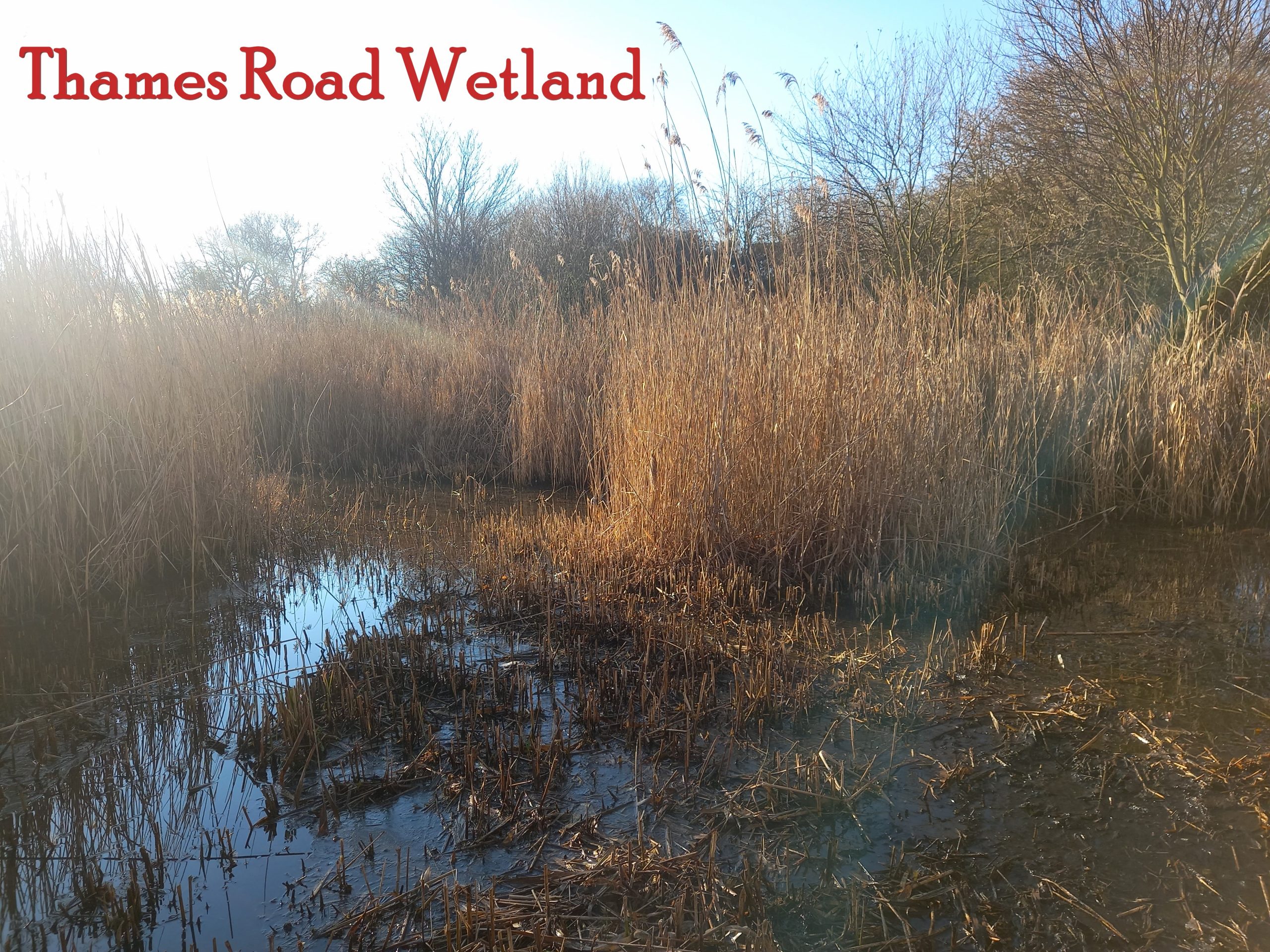 Reedbeds in the sun - Thames Road Wetland