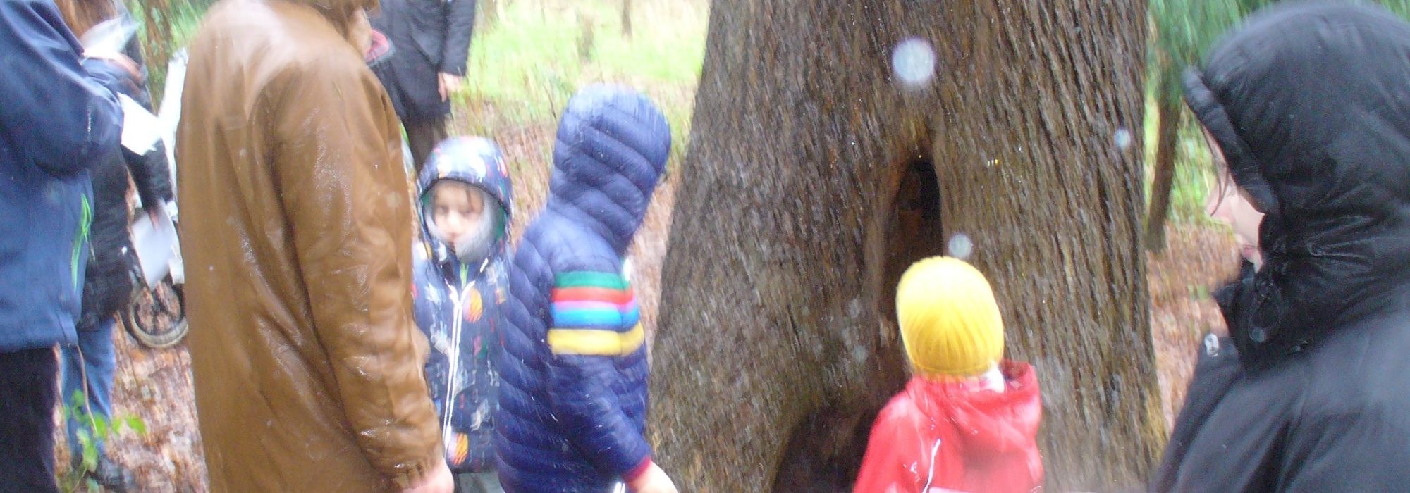 Children in woodland