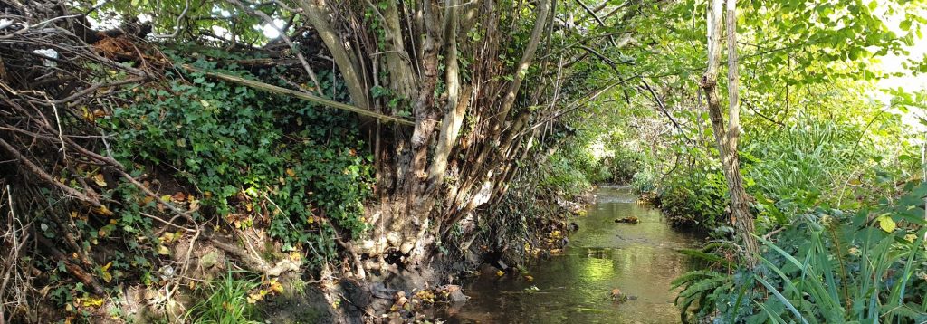 Quaggy Habitats – Capel Manor Project – PROJECT COMPLETED