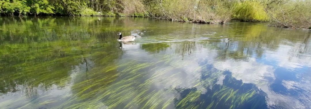 Duck swimming in the water