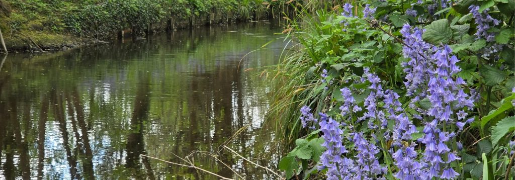 Restoring the River Ravensbourne in Ladywell Fields