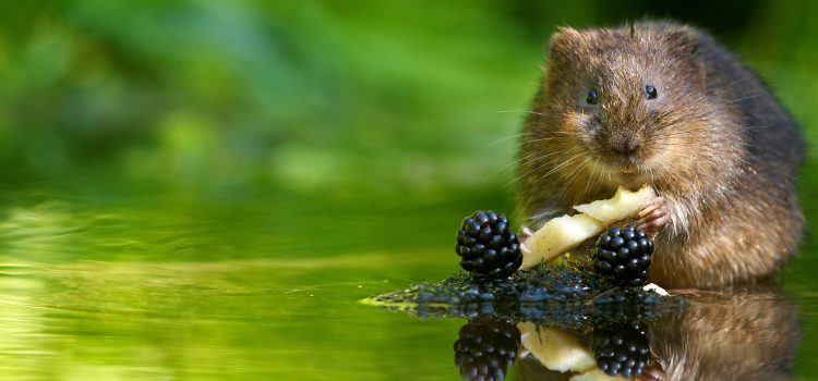 Water vole