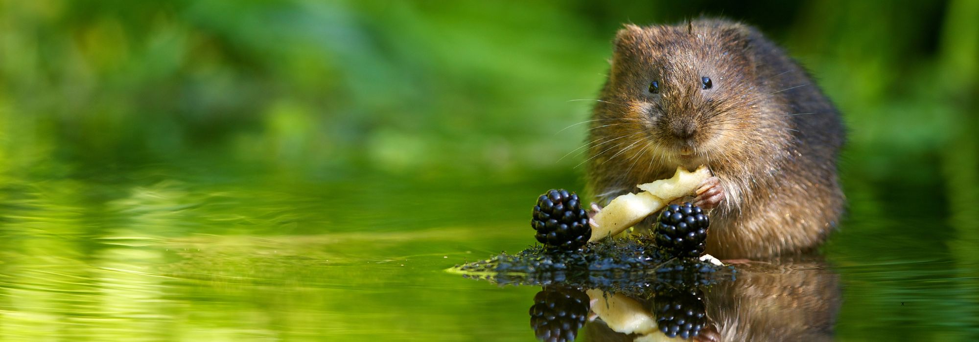 Water vole